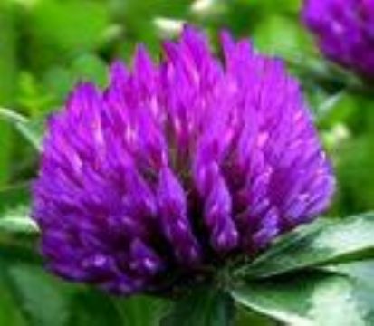 Trifolium Prateose L. Extract